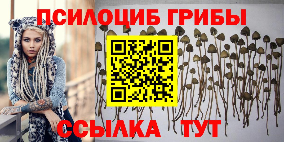 Советская Гавань  сколько стоит  Вход с VPN  Галлюциногенные грибы Cubensis  Псилоцибиновые грибы MAGIC MUSHROOMS 